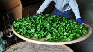 伝統的製法で烏龍茶を仕上げる人