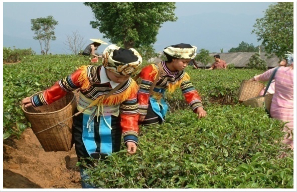 雲南省でのプーアルちゃの茶摘み