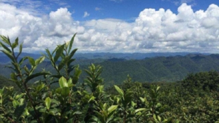 雲南省の茶畑遠景