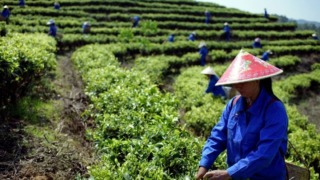 中国茶の収穫風景　茶摘み
