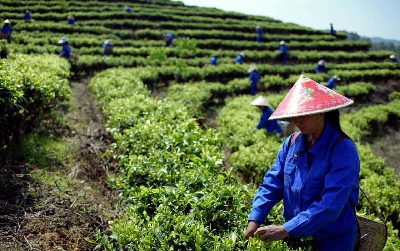 中国茶の収穫風景　茶摘み