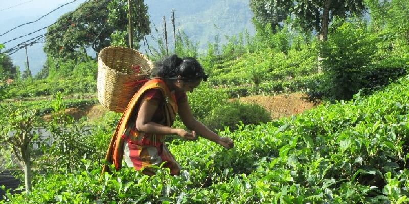 スリランカの茶畑で紅茶を摘む女性