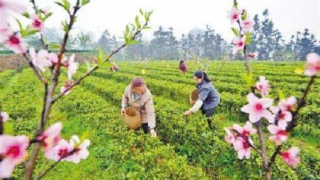茶畑と春のイメージ