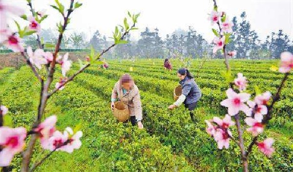 茶畑と春のイメージ