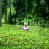 茶畑で時期を見る農夫