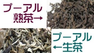 熟茶と生茶のイメージ