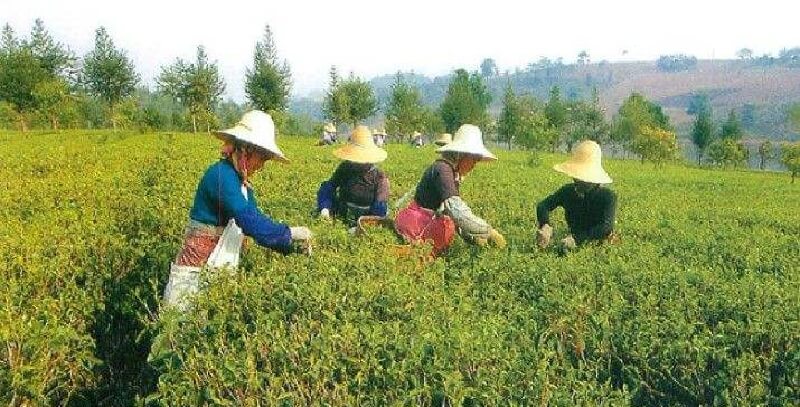 プーアル茶の茶畑で茶葉を摘む人たち