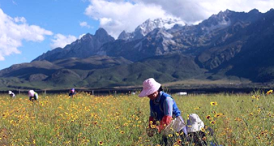 崑崙山脈を背景に雪菊茶を収穫する女性