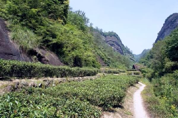 鉄羅漢の紹介 岩茶 | 中国茶、台湾茶の専門店 慶光茶荘