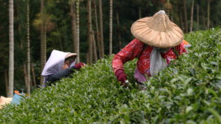 茶葉を摘む人々