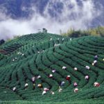 台湾中部の高山茶の茶畑