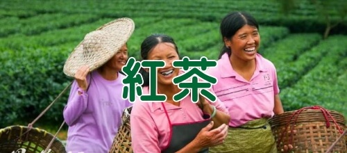 茶畑をバックに茶摘みの人々　紅茶イメージ